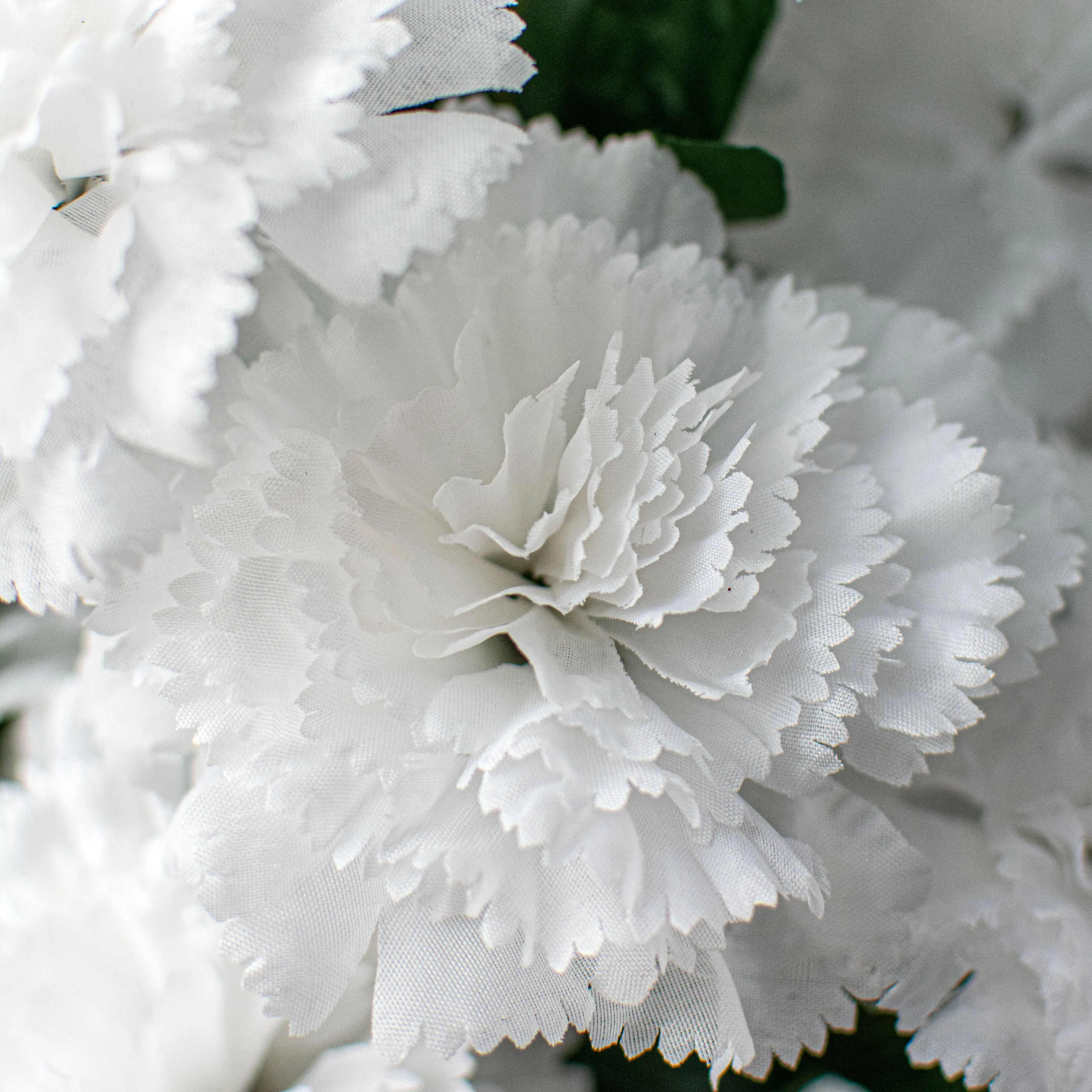 17" Colorfast Carnation Bush: White